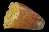 Cretaceous Fossil Crocodile Tooth - Morocco #122482-1